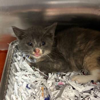 Sugar -  Domestic Short Hair Cat for Adoption in Newark, New Jersey - Sugar | PetCurious