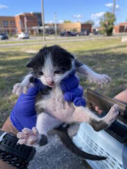 A135818 -  Domestic Short Hair Cat for Adoption in Palmetto, Florida - A135818 | PetCurious