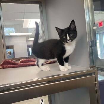 Fig -  Domestic Short Hair Cat for Adoption in Nevada, Missouri - Fig | PetCurious
