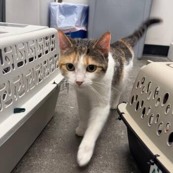 Domestic Short Hair Cats Available for Adoption in Buffalo, New York - Ginger | PetCurious