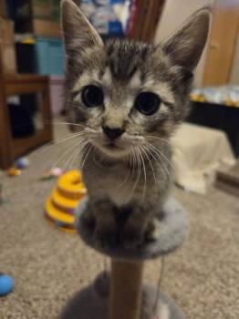 THUMBELINA -  Domestic Short Hair Cat for Adoption in Omaha, Nebraska - THUMBELINA | PetCurious
