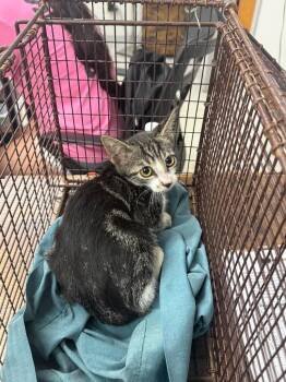 Macon -  Domestic Short Hair Cat for Adoption in Sorrento, Louisiana - Macon | PetCurious