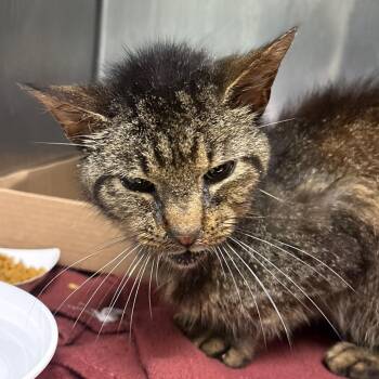 Dr. Handsome -  Domestic Short Hair Cat for Adoption in Newark, New Jersey - Dr. Handsome | PetCurious