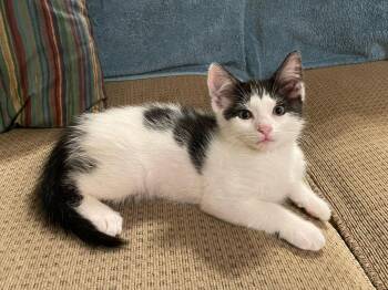 Melissa -  Domestic Short Hair Cat for Adoption in Walnut Creek, California - Melissa | PetCurious