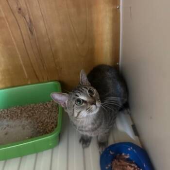 Ron -  Havana Cat for Adoption in Enterprise, Alabama - Ron | PetCurious