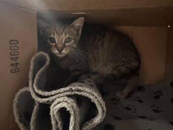 Elowen -  Domestic Short Hair Cat for Adoption in Roseville, California - Elowen | PetCurious