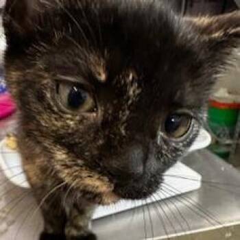 Domestic Short Hair Cats Available for Adoption in Grinnell, Iowa - Peony | PetCurious