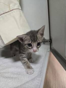 Salmon -  Domestic Short Hair Cat for Adoption in Savannah, Georgia - Salmon | PetCurious