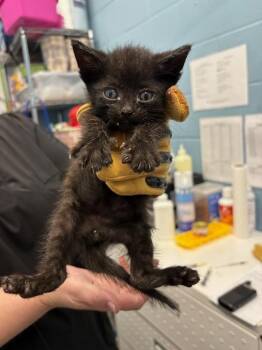 Fennel -  Domestic Short Hair Cat for Adoption in Evansville, Indiana - Fennel | PetCurious