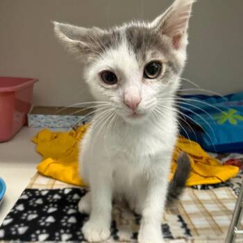 Coconut -  Domestic Short Hair Cat for Adoption in Durango, Colorado - Coconut | PetCurious