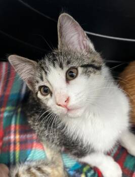 Domestic Short Hair Cats Available for Adoption in Hartsville, South Carolina - Sandusky | PetCurious
