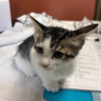 Wrigley -  Domestic Short Hair Cat for Adoption in Flagstaff, Arizona - Wrigley | PetCurious