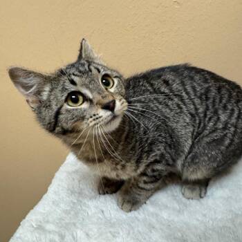 Domestic Short Hair Cats Available for Adoption in Midland, Texas - FWT Fifi | PetCurious
