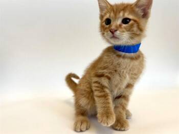 Domestic Short Hair Cats Available for Adoption in Brentwood, Missouri - CLYDE | PetCurious