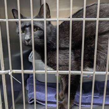 Ruby fka M.O.M. -  Domestic Short Hair Cat for Adoption - Ruby Fka M.O.M. | PetCurious