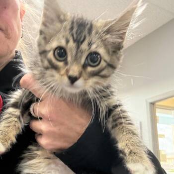 Espresso -  Domestic Long Hair Cat for Adoption in Normal, Illinois - Espresso | PetCurious