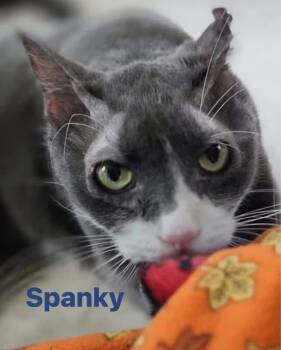 Spanky -  Domestic Short Hair Cat for Adoption in Hazlet, New Jersey - Spanky | PetCurious