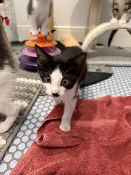 Mira -  Domestic Short Hair Cat for Adoption in The Woodlands, Texas - Mira | PetCurious