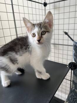 Amber -  Domestic Short Hair Cat for Adoption in Salisbury, North Carolina - Amber | PetCurious