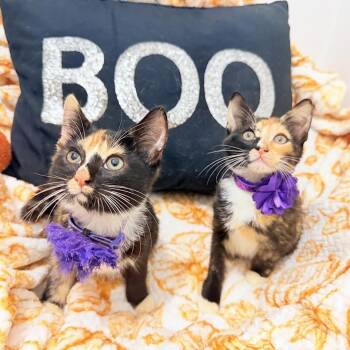 Rescue Calico and Tortoiseshell Cats for Adoption in Coral Gables, Florida - Haley And Harper | PetCurious