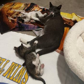 Frat -  Domestic Short Hair Cat for Adoption in Philadelphia, Pennsylvania - Frat | PetCurious