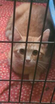 Little Foot -  Tabby and Domestic Short Hair Cat for Adoption in Georgetown, Kentucky - Little Foot | PetCurious