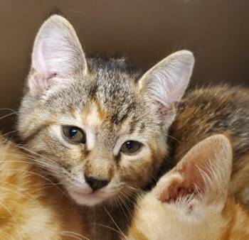Domestic Short Hair Cats Available for Adoption in Kansas City, Missouri - Blush | PetCurious