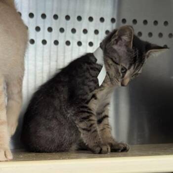 Seattle -  Domestic Short Hair Cat for Adoption in Lynchburg, Virginia - Seattle | PetCurious