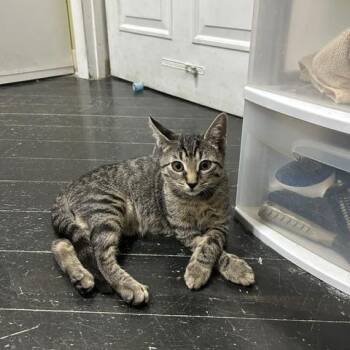 Braelon -  Domestic Short Hair Cat for Adoption in East Brunswick, New Jersey - Braelon | PetCurious