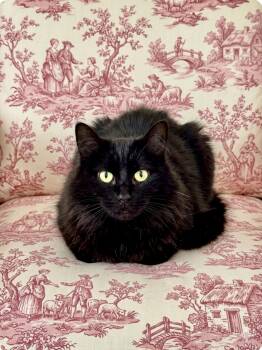 Josephine -  Maine Coon Cat for Adoption in St. Clair Shores, Michigan - Josephine | PetCurious