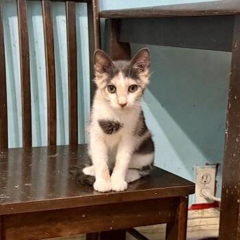 Buttercup -  Domestic Short Hair Cat for Adoption in New York, New York - Buttercup | PetCurious