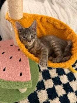 DITTO -  Domestic Short Hair Cat for Adoption in Northfield, Ohio - DITTO | PetCurious