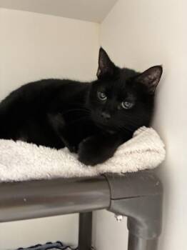 Carma -  Domestic Short Hair Cat for Adoption in Salt Lake City, Utah - Carma | PetCurious