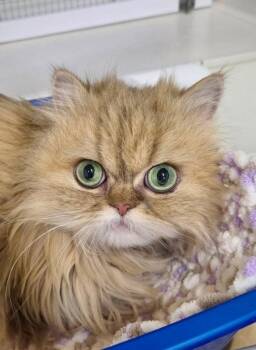 Margo -  Persian Cat for Adoption in Williamsburg, Iowa - Margo | PetCurious