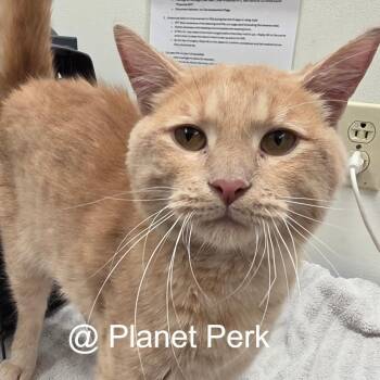 Cheddar -  Domestic Short Hair Cat for Adoption in Oshkosh, Wisconsin - Cheddar | PetCurious