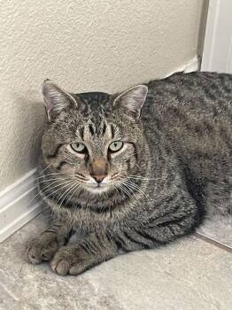 Rescue Domestic Short Hair Cats for Adoption in Colorado Springs, Colorado - Willy Wanda | PetCurious