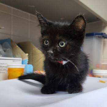 Cade -  Domestic Short Hair Cat Available for Adoption in Dixon, Illinois - Cade | PetCurious