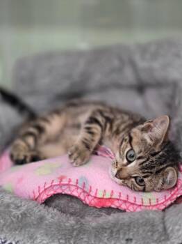 Delilah -  Domestic Short Hair Cat for Adoption in Carthage, Missouri - Delilah | PetCurious