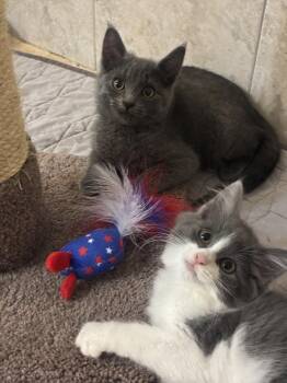 Lavelle -  Domestic Short Hair and Russian Blue Cat for Adoption in Cincinnati, Ohio - Lavelle | PetCurious