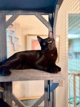 Rescue Domestic Short Hair Cats for Adoption in Upland, California - Ivan | PetCurious