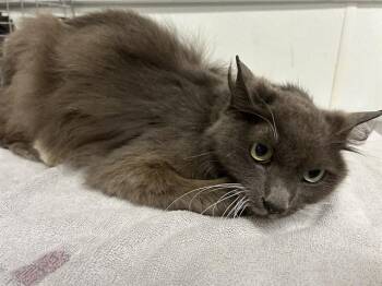 Rescue Domestic Medium Hair Cats for Adoption in Camarillo, California - A602807 | PetCurious