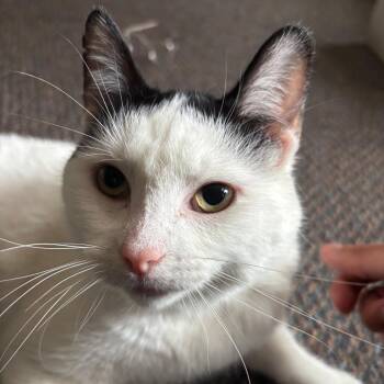 Domestic Short Hair Cats Available for Adoption in Evanston, Illinois - Olympic | PetCurious