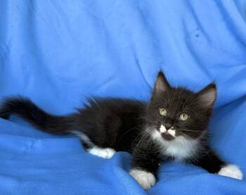 CHIP -  Domestic Medium Hair Cat for Adoption in Rowland Heights, California - CHIP | PetCurious