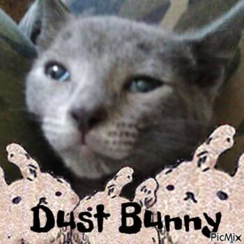DUST BUNNY -  Domestic Short Hair Cat for Adoption in Ocala, Florida - DUST BUNNY | PetCurious