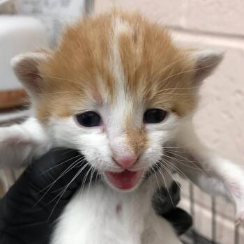 Domestic Short Hair Cats Available for Adoption in Las Cruces, New Mexico - Ares | PetCurious