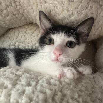 Jessica -  Domestic Short Hair Cat for Adoption in West Palm Beach, Florida - Jessica | PetCurious