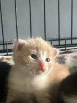 Flareon -  Domestic Short Hair Cat for Adoption in Denham Springs, Louisiana - Flareon | PetCurious