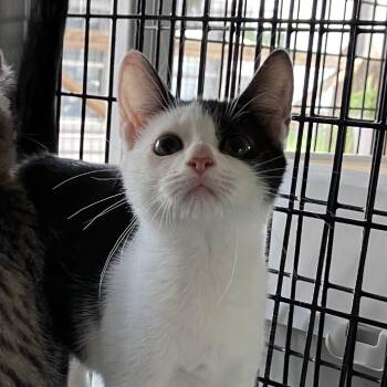 Pat Benatar -  American Shorthair Cat for Adoption in Freeport, Florida - Pat Benatar | PetCurious