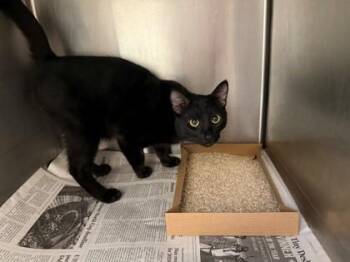 Larry -  Domestic Short Hair Cat for Adoption in North Richland Hills, Texas - Larry | PetCurious