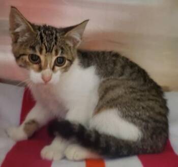 Nova Lee -  Domestic Short Hair Cat for Adoption in Kansas City, Missouri - Nova Lee | PetCurious